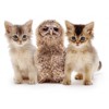 3D pohlednice Baby owl and kittens (Koťata a sov...