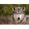 3D postcard Wolf
