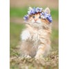 3D pohlednice Wreath Kitten