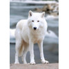 3D postcard Arctic Wolf