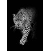 3D pohlednice Leopard B&W