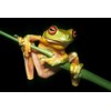 3D pohľadnica Red-eyed tree frog