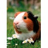 3D pohľadnica Guinea Pig (Morča)