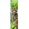 3D bookmark Tiger