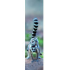 3D záložka Lemur family