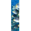 3D bookmark Sweetlips (Fish)