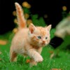 3D veľký štvorec - Kitten on a Mission (Mačiatko...