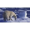 3D panoráma Polar Bear (Ľadový medveď)