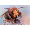 3D pohlednice Hornet (Sršeň)