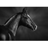 3D postcard Black and White (Horse)