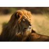3D pohlednice Lion (Lev)