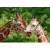3D pohľadnica Giraffes (Žirafy)