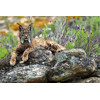 3D postcard Lynx pardinus