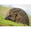 3D pohlednice Hedgehog (Ježek)