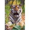 3D pohlednice Tiger