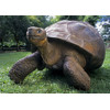 3D postcard Tortois