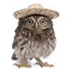 3D pohľadnica Owl with hat (Sova v klobúku)