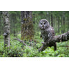 3D postcard Great Grey Owl