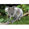 3D postcard Koala