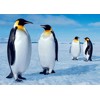 3D postcard Emperor Penguins