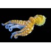 3D pohlednice Octopus (Chobotnice)