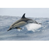 3D postcard Dolphin