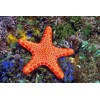 3D pohľadnica Starfish (Hviezdica)