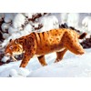 3D pohlednice Sabre-tooth Tiger (Šavlozubý tygr)...