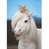 3D postcard Pony & Kitty