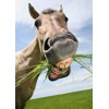 3D postcard Smiling Horse
