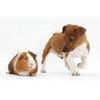 3D postcard Terrier pup and Guinea pig