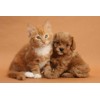 3D pohlednice Cavapoo pup and kitten (Kotě a ště...