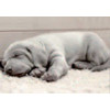 3D postcard Weimaraner puppy (Sleeping puppy)