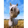 3D postcard Nosy Horse