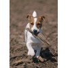 3D postcard Jack Russell Terrier