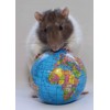 3D postcard Earth Rat