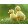 3D pohľadnica Baby ducks (Kačiatka)