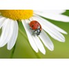 3D postcard Ladybug on an Ox-eye Daisy Flower