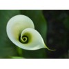 3D pohlednice Calla