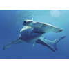 3D postcard shark Great hammerhead