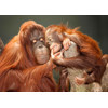 3D pohľadnica Orangutan