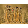 3D postcard Meerkat Family (Suricatas)