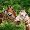 3D magnet Giraffes