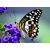 3D postcard Butterfly (Butterfly on flower)