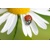 3D magnet Ladybird M