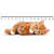 3D pravítko DEEP Two ginger kittens (Koťata)