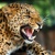3D pohlednice (čtverec) Angry leopard