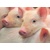 3D pohľadnica Baby Pigs