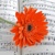 3D velký čtverec - Gerbera