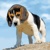 3D velký čtverec - Beagle